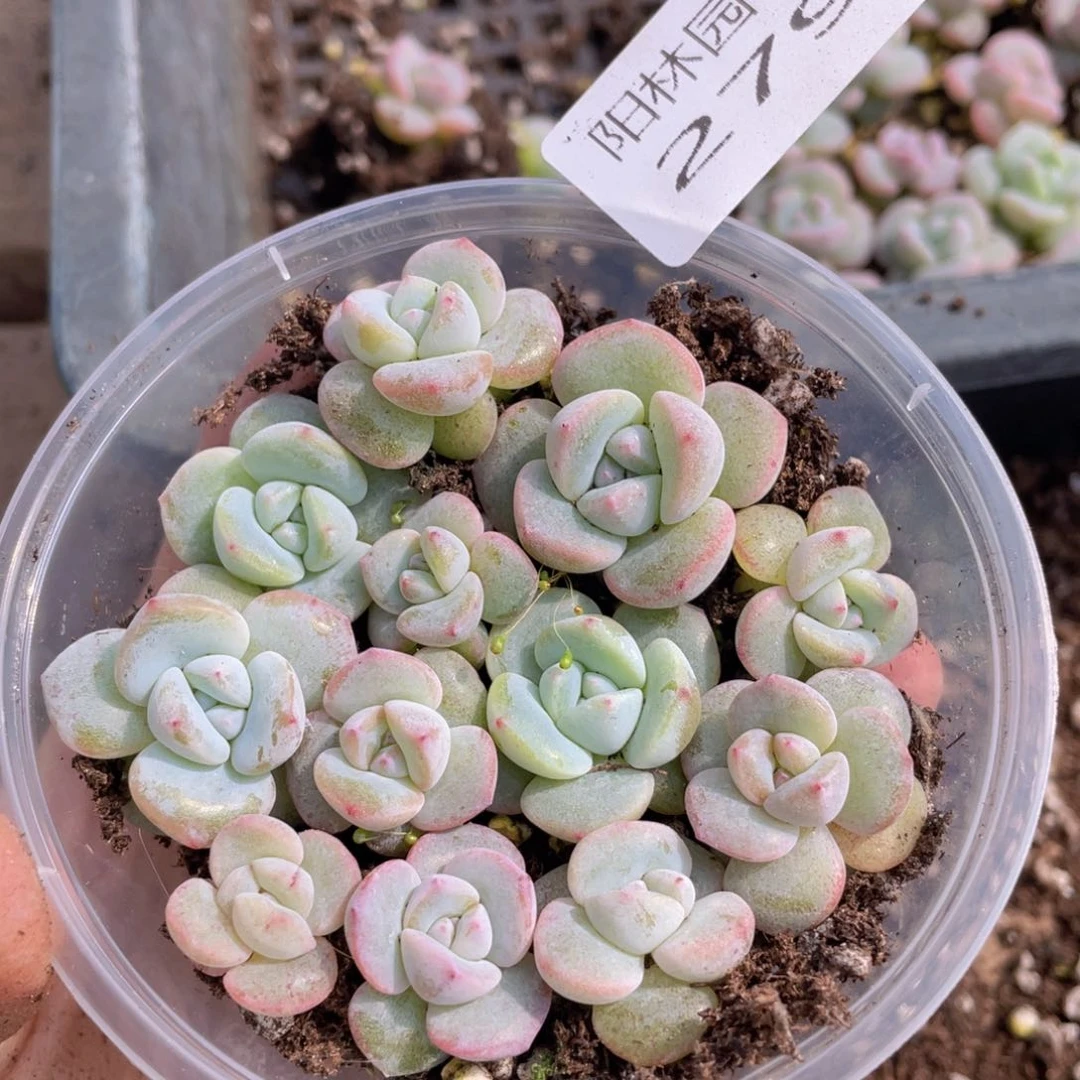 多肉植物多肉植物279