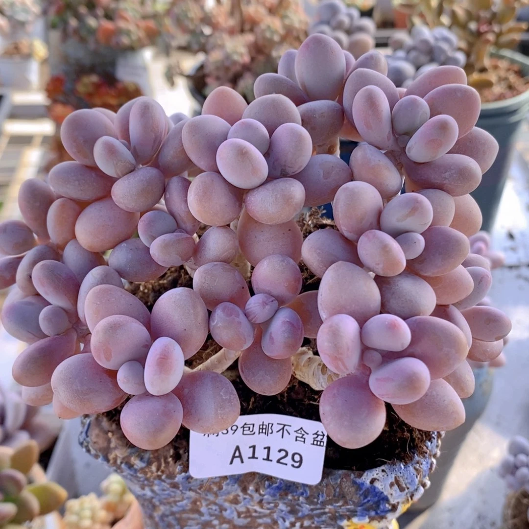 糖果桃蛋老桩13cm1129多肉植物