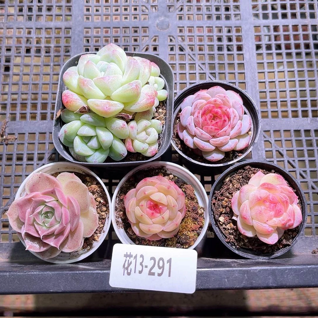花13-291框拍多肉5颗