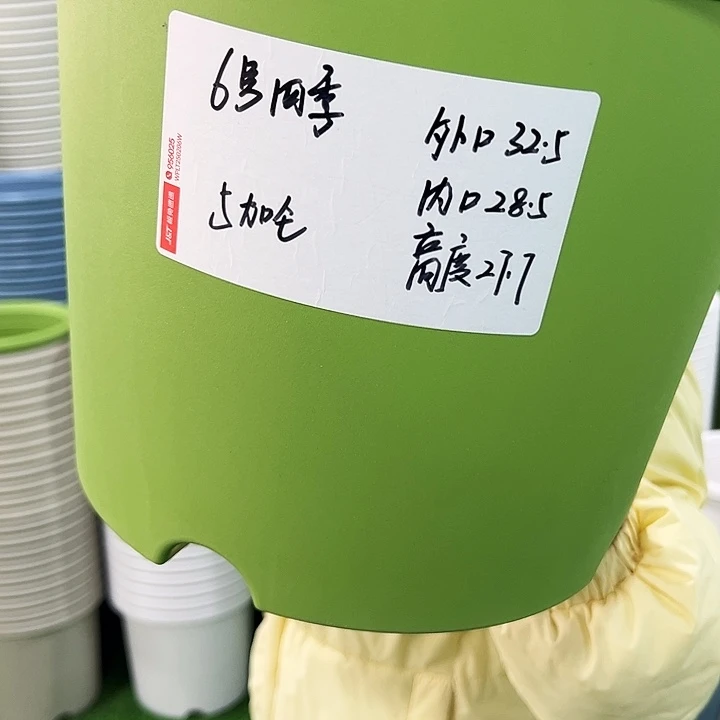 特价6号四季口32高28果绿色带托5只