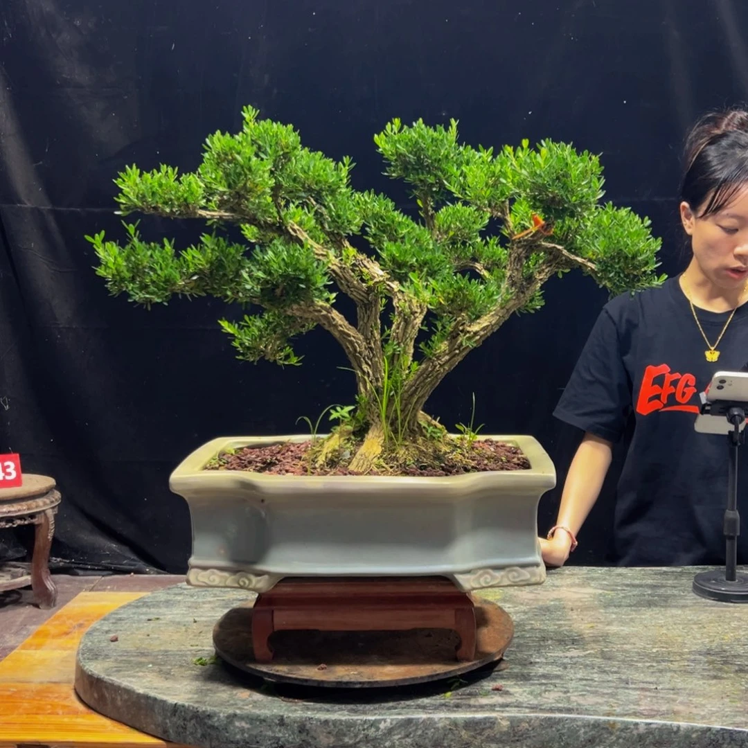 无花朵广东黄杨四季常青