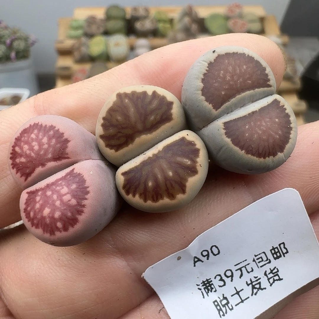 小***子90多肉哈哈哈哈哈哈