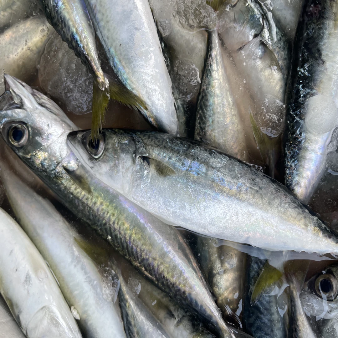 木港花仙鱼，四到六条一斤，发七斤