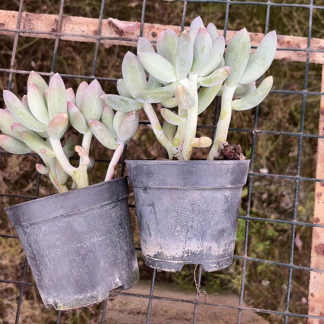 M****w紫烟萝。   1111111111