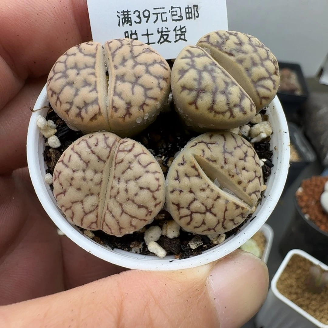 582多肉哈哈哈哈哈哈干