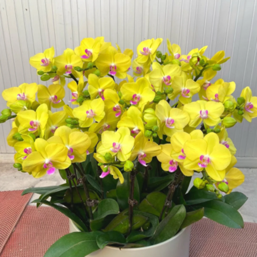 植趣【甜格格】经典黄花3.0加高带侧芽苗 有叶损 叶尖开裂或发黄