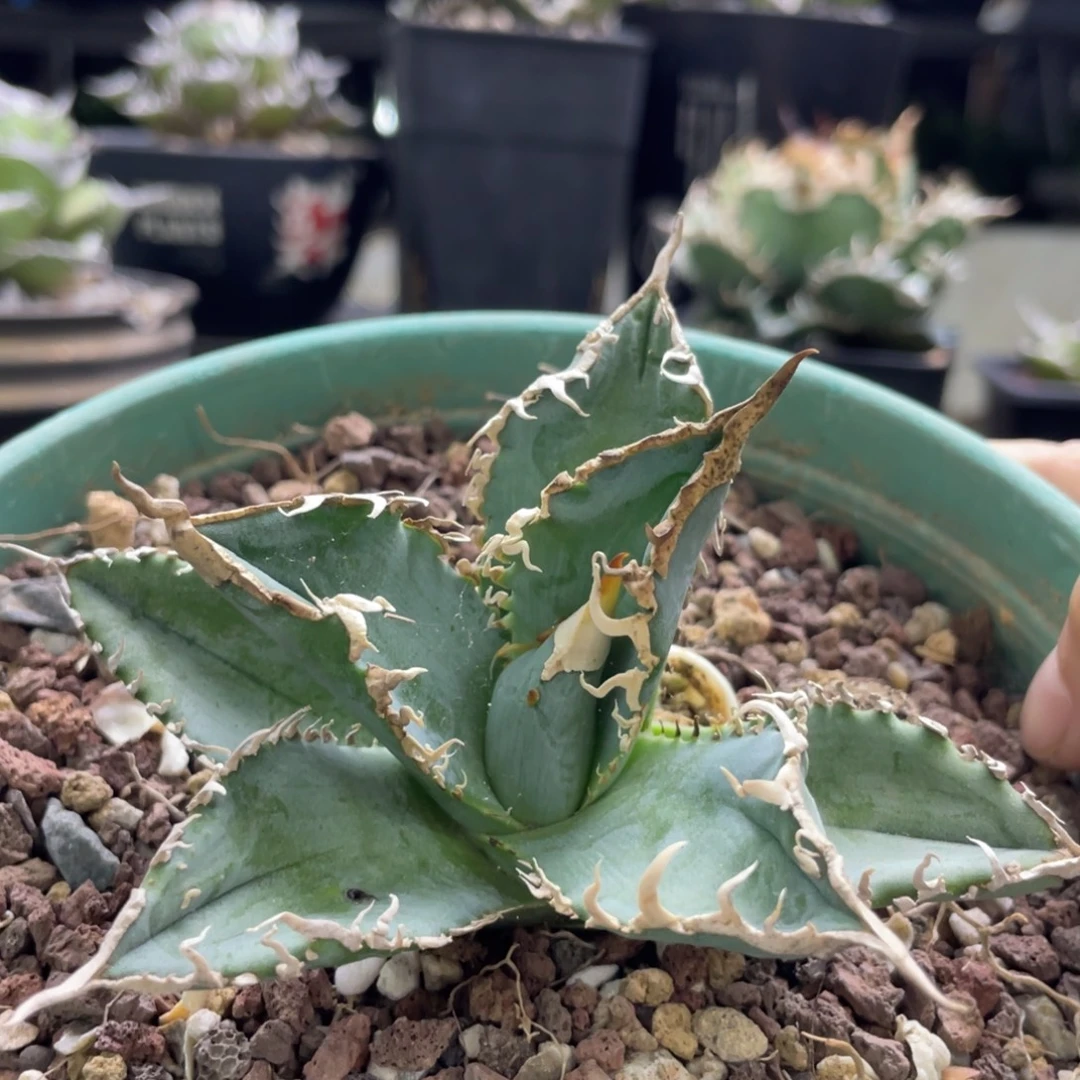 白幽靈888888888888