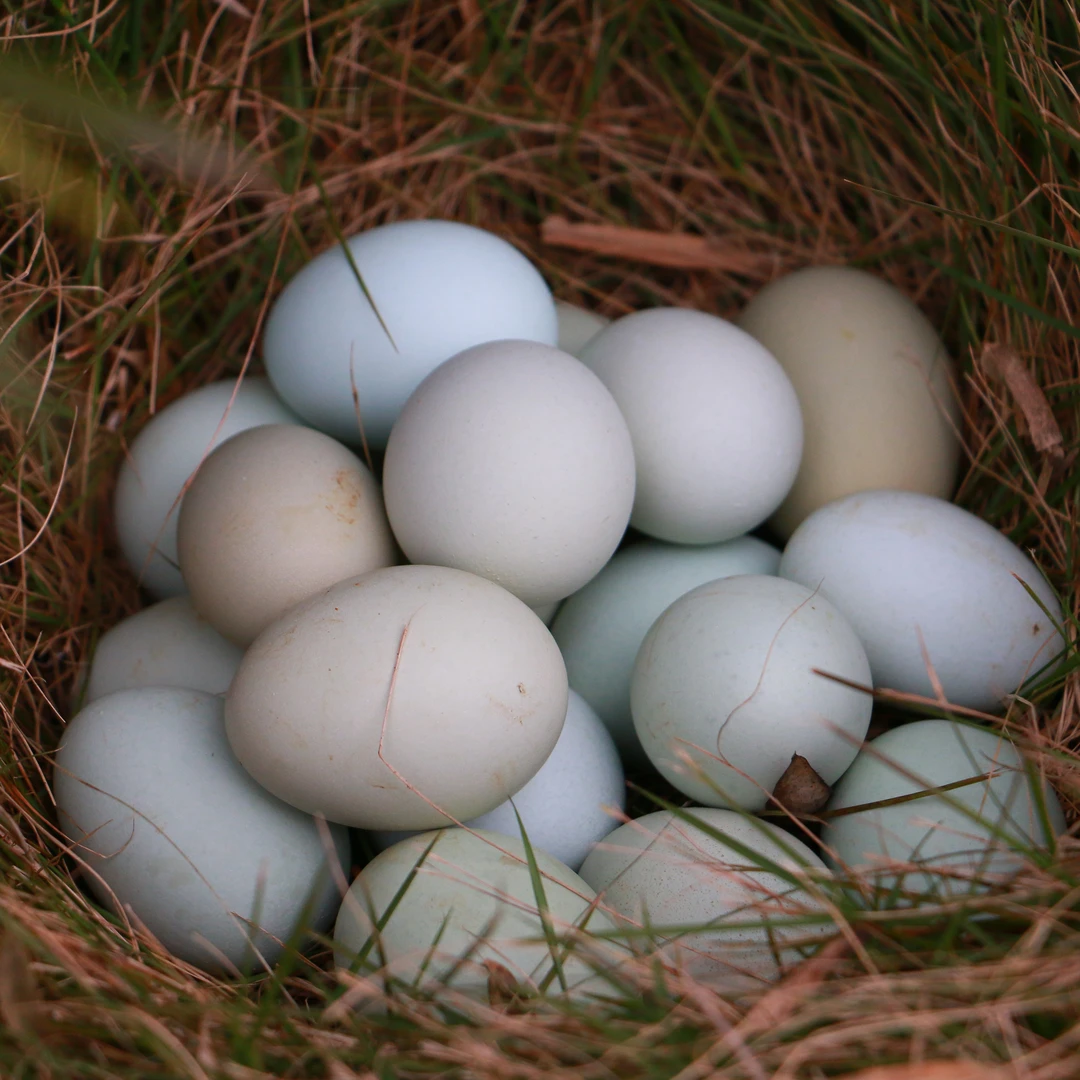 绿壳土鸡蛋50枚绿壳营养丰富林下散养健康鸡蛋