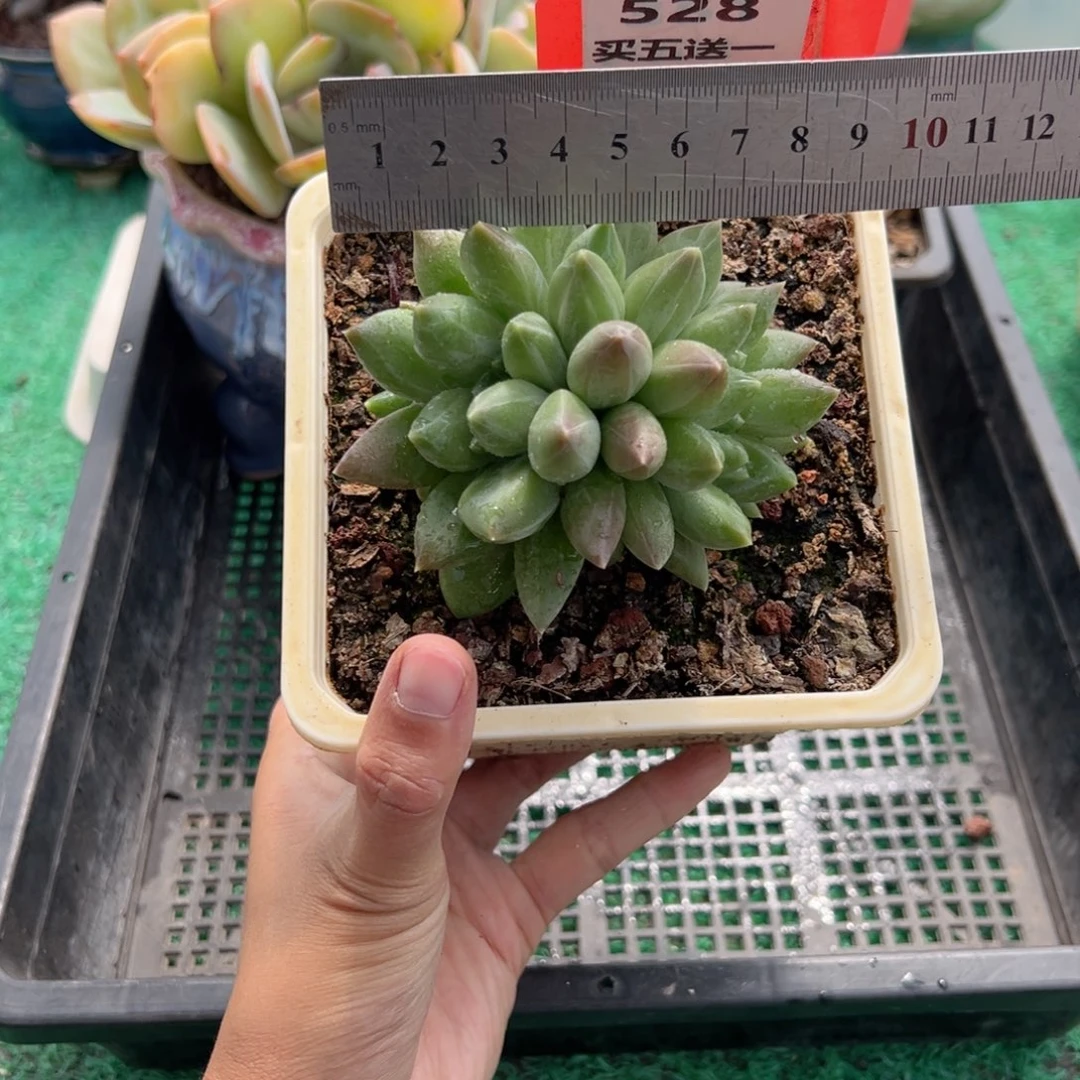 表妹精品多肉植物528.