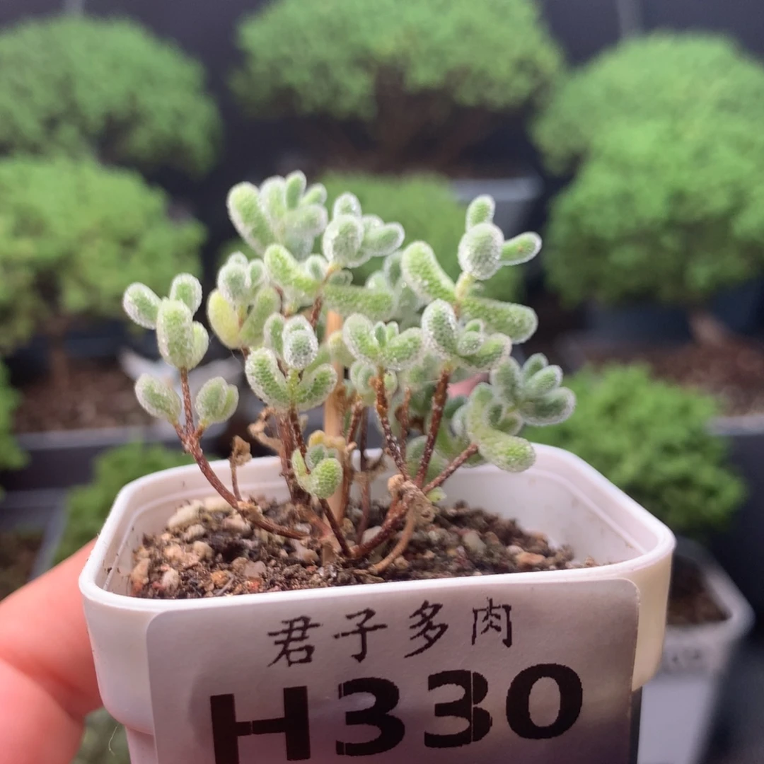 迪***仙330冰晶。