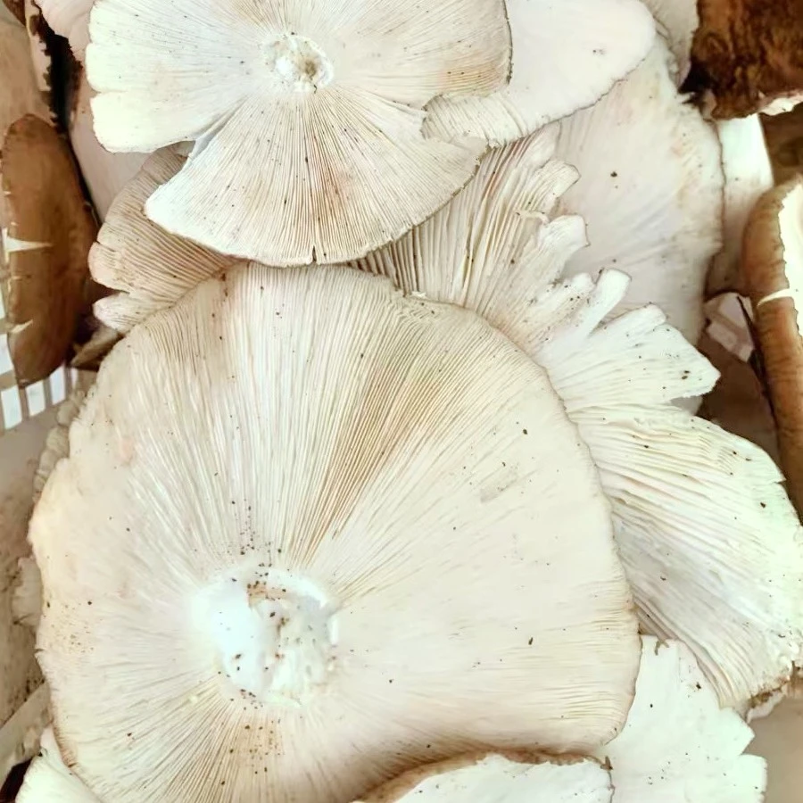 四川野生斗鸡菇精选纯伞盖新鲜美味鸡枞菌鸡枞菇野生鸡枞菌菌子