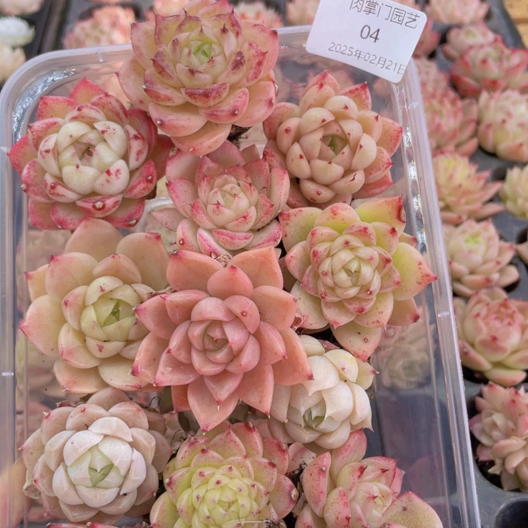 开心快乐成长004