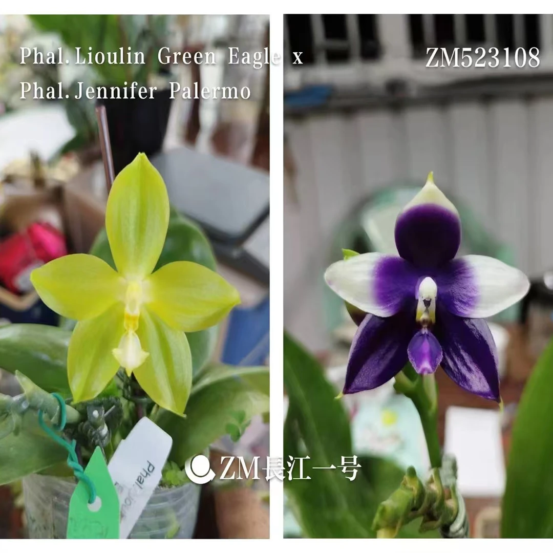 湾湾实生花苗【绿鹰交蓝珍】2.8寸杯不带花剑根可以可挑苗