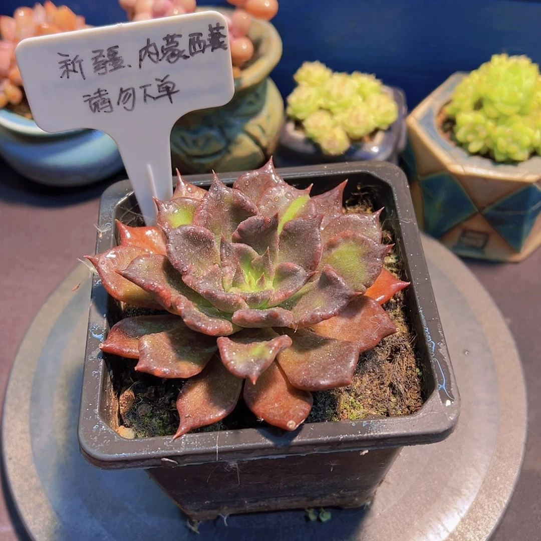 黑饺子皮，裸根发货，