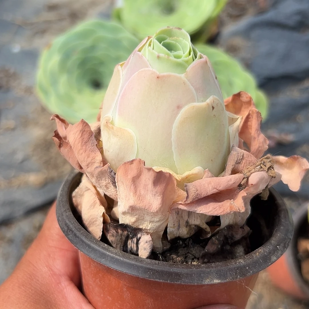 多肉植物多肉植物