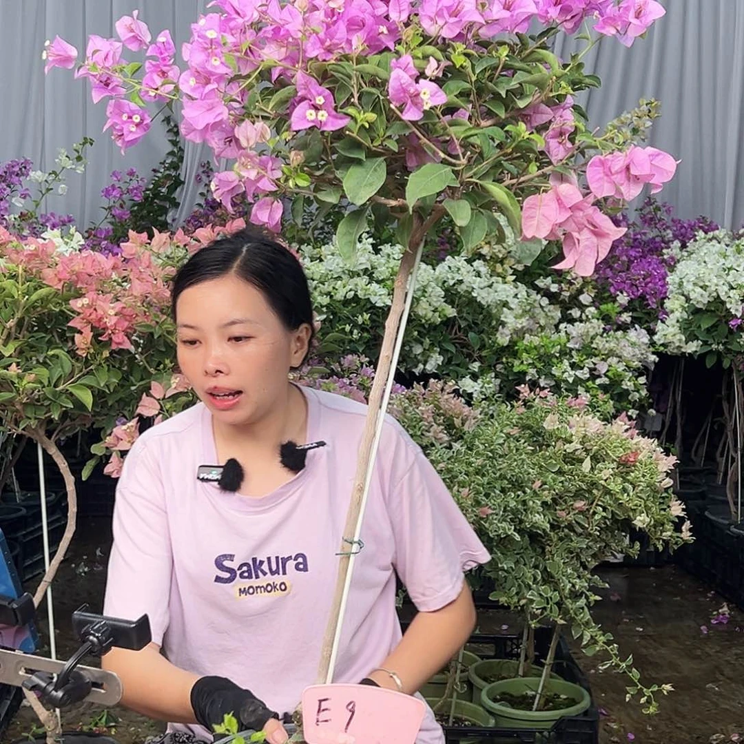 南***园大部分花苞少量开放E9雪紫