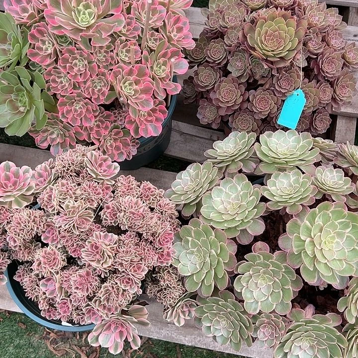 无花朵S*1寄养发货四颗