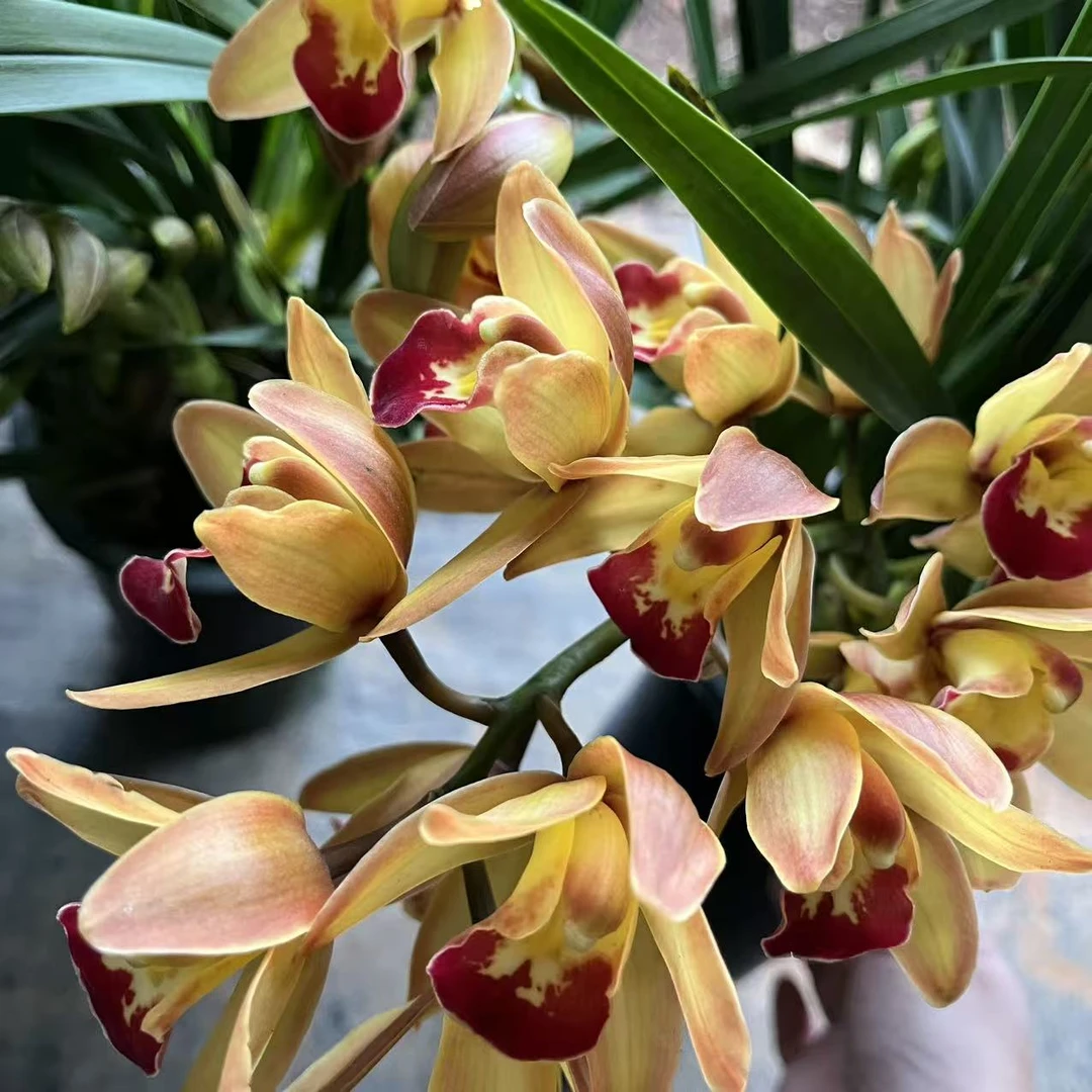 【香妃】橙色大花蕙兰桌面款高端盆栽花卉