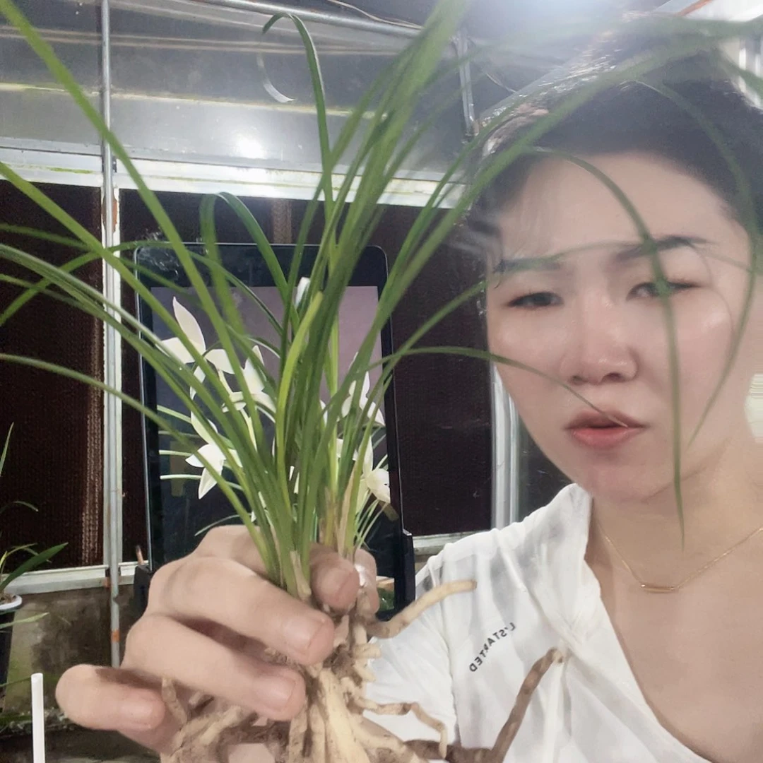 当前无花栽培后可以开花