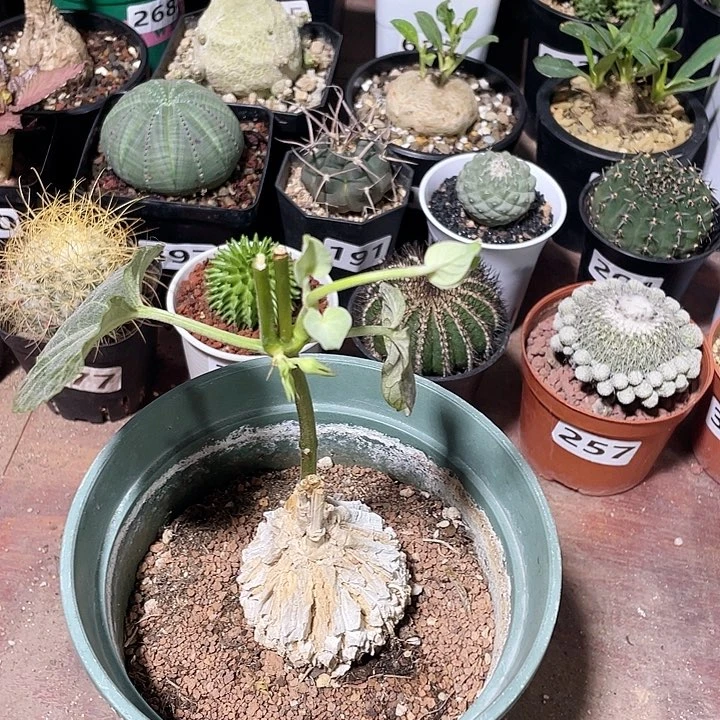 066龟甲箩魔块根，