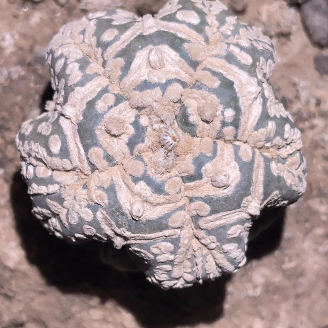 L***T全部花朵仙人球开花 海星 仙人球