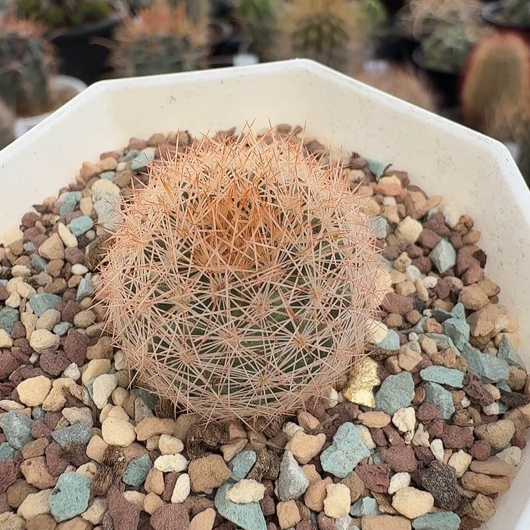 实生姬玉脱土发货