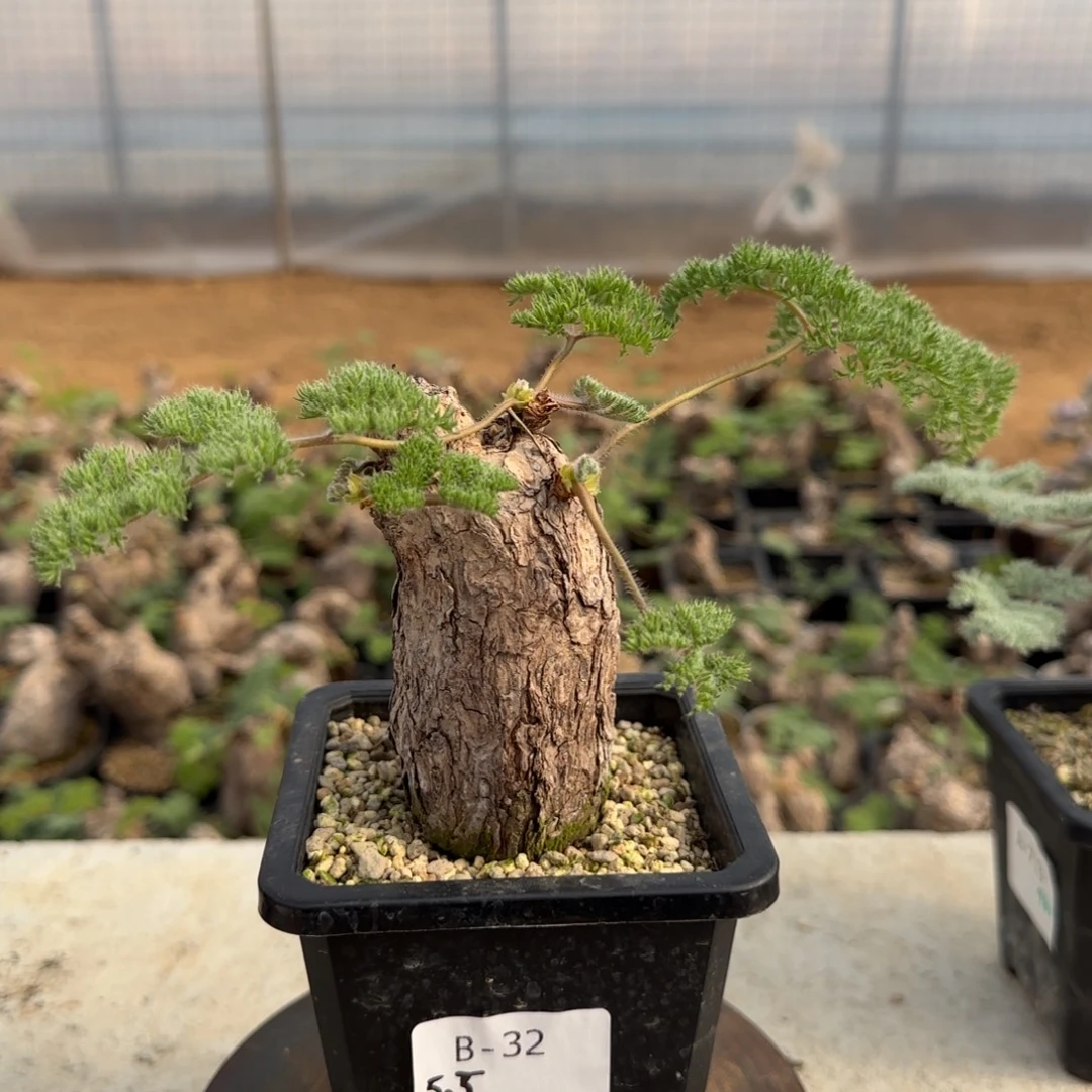 32枯木洋葵块根植物