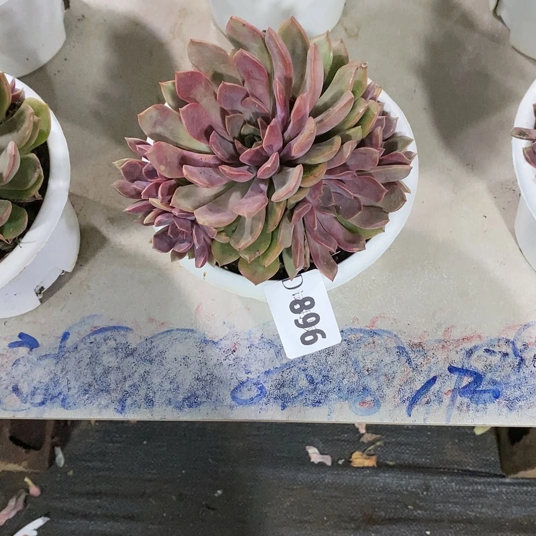 姐**_896红玫瑰多肉植物