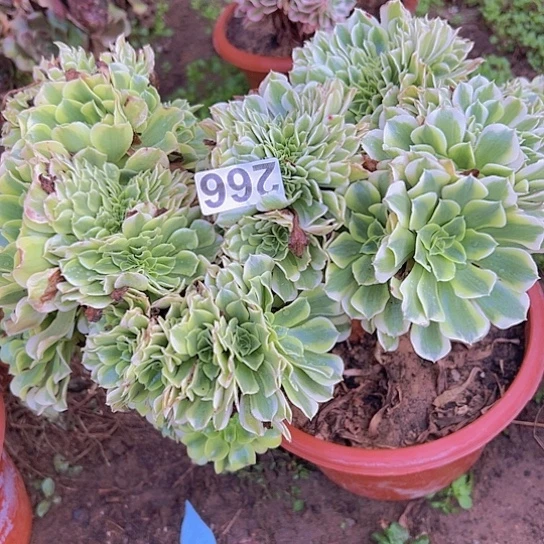 云***十多肉植物一个绿豆沙