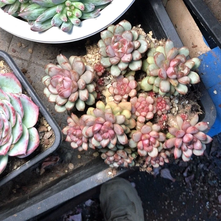 莫**翠242////////////////