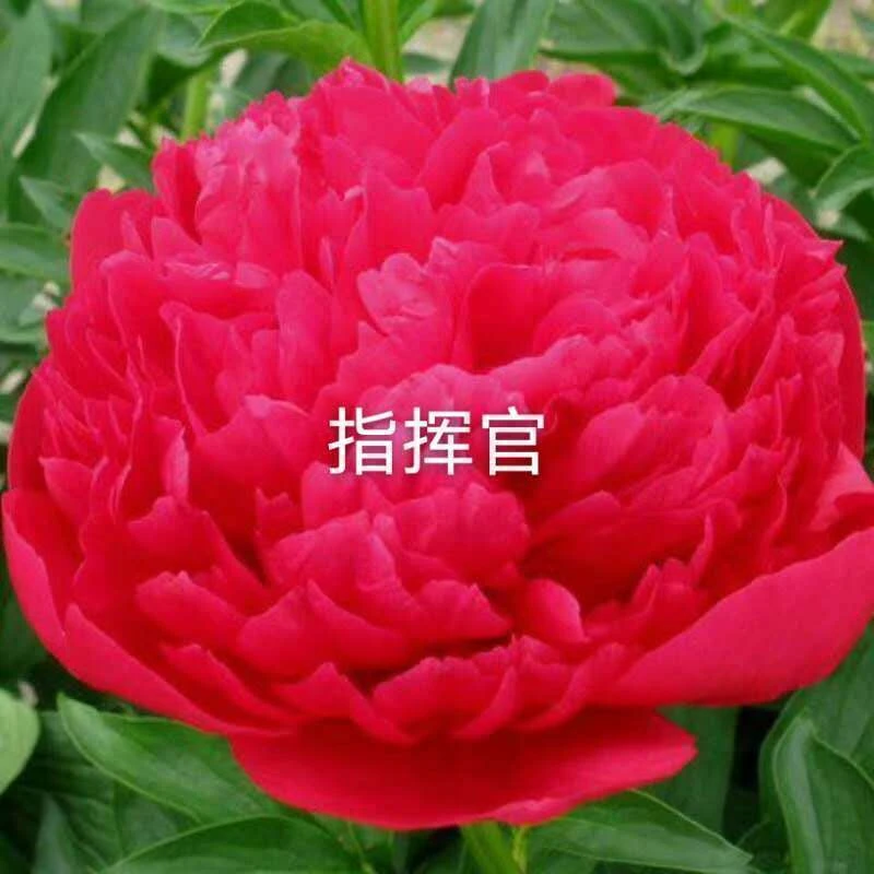 指挥官芍药  耐寒耐旱  重瓣大花进口芍药红色大花