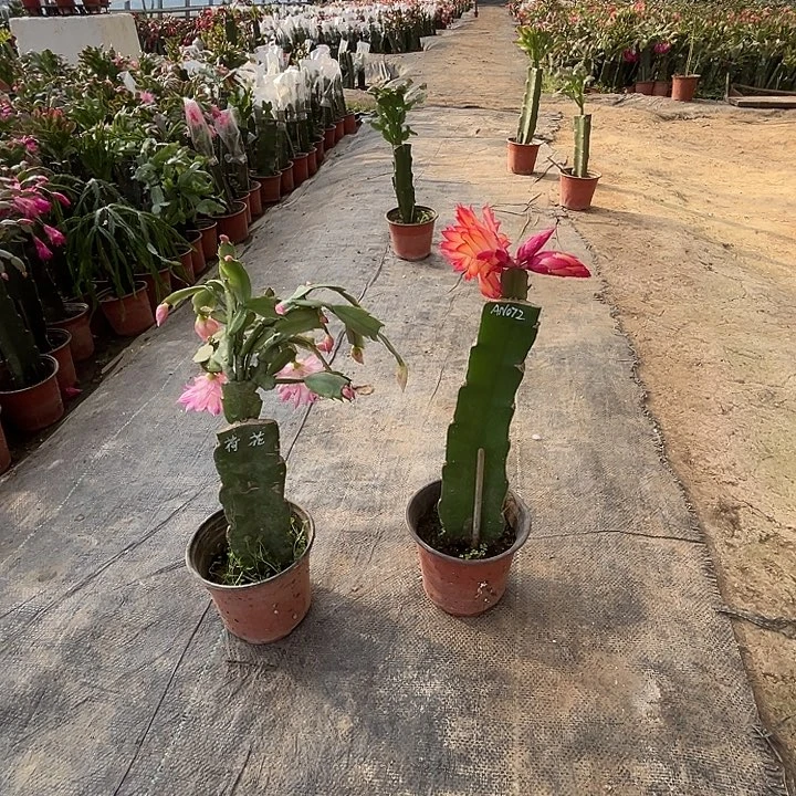 完全开放荷花仙子.AN072