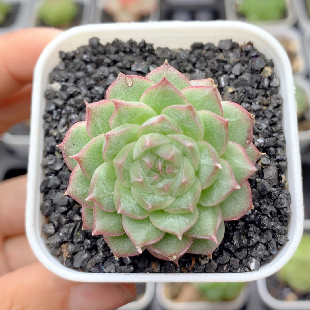 58包邮 群生不包整81