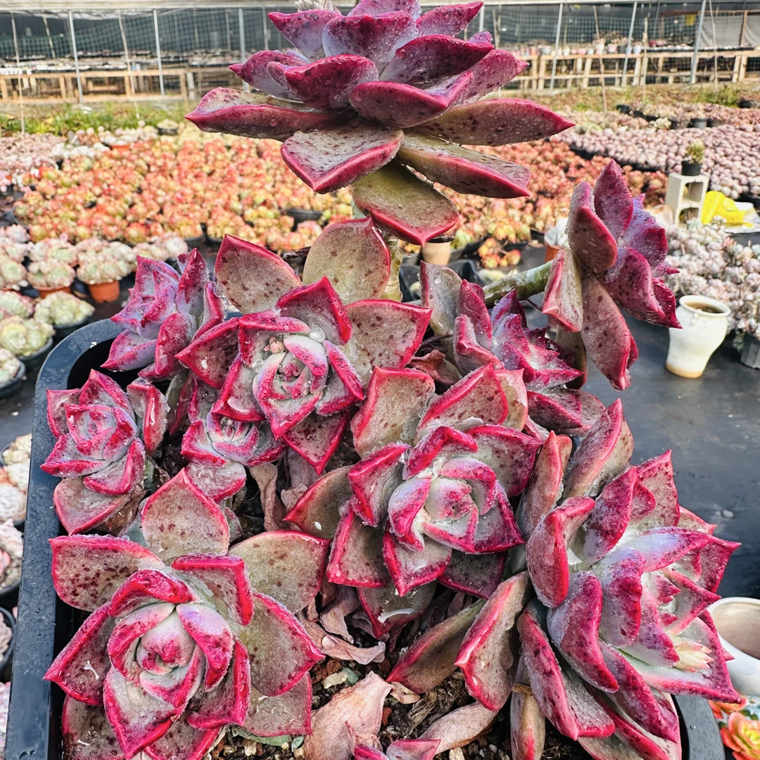 冰月   金金精品多肉植物