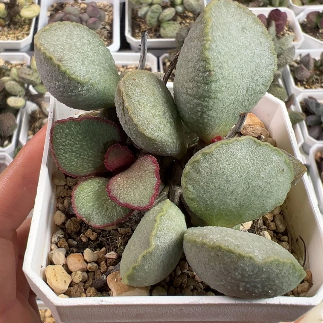 琉璃磨砂蛋多头纯木质桩多肉植物