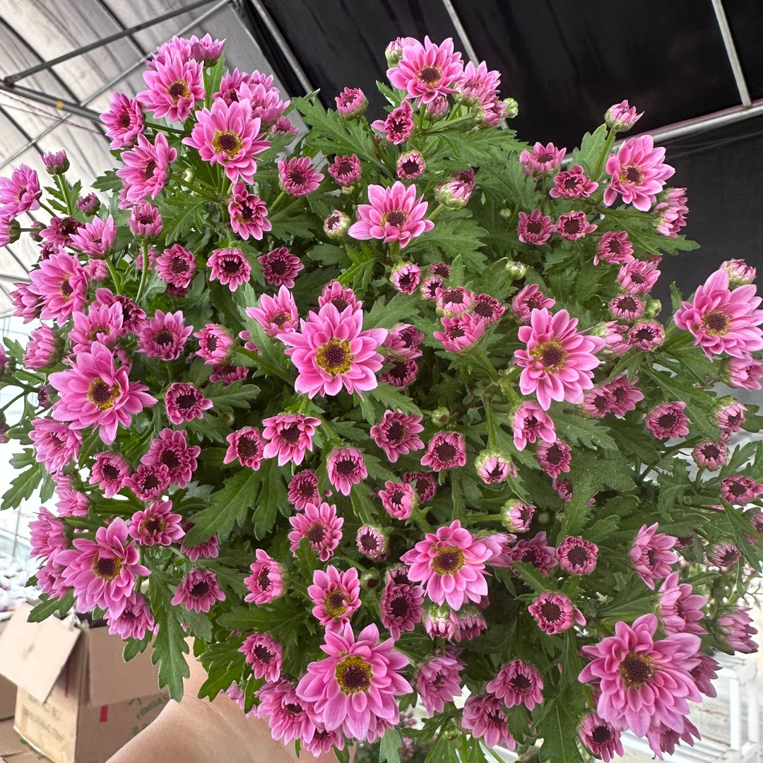 荷兰菊【珍珠繁华】多季节重复开花耐热耐寒好养护