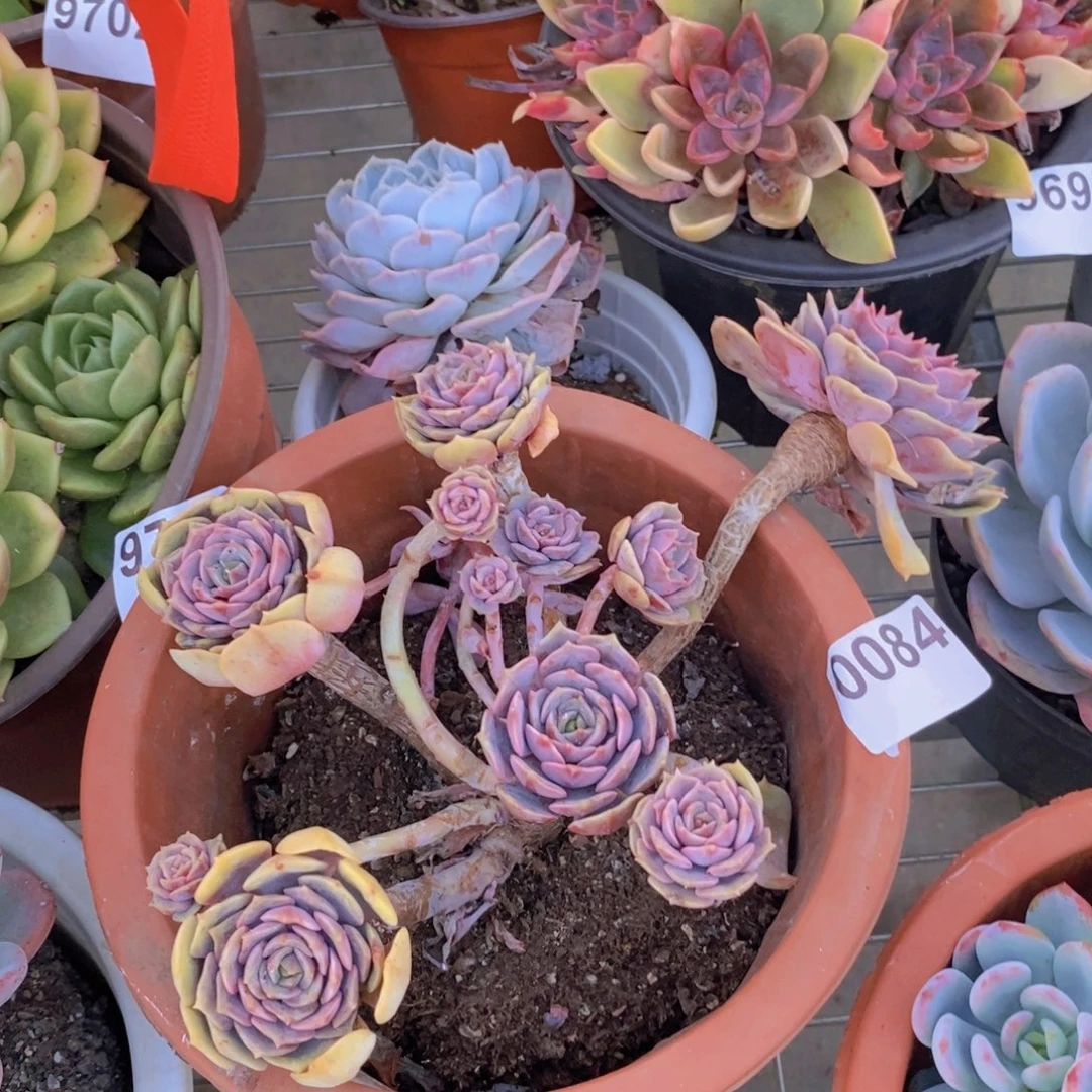 0084红玫瑰一物一拍