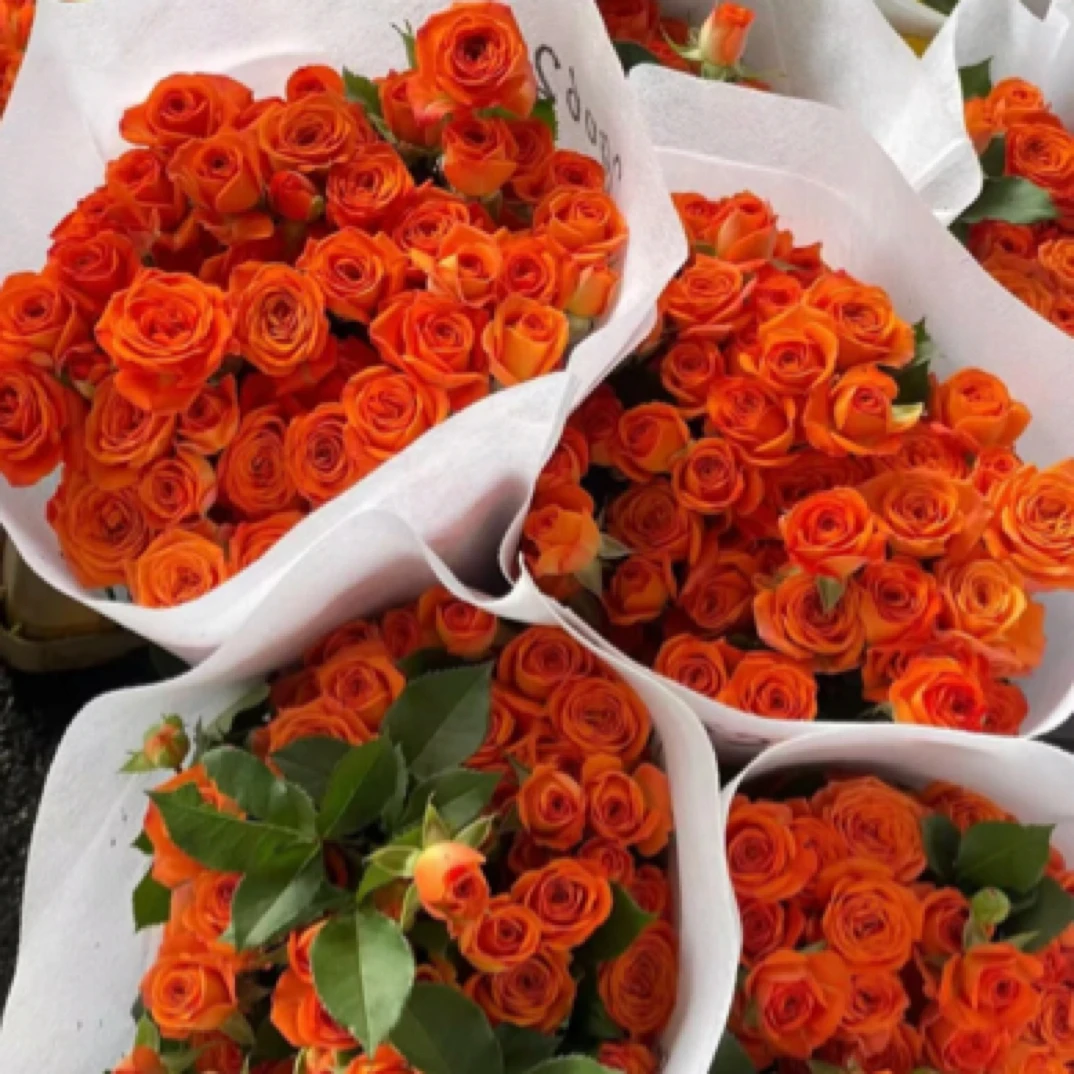 橙芭比多头玫瑰5支15.9