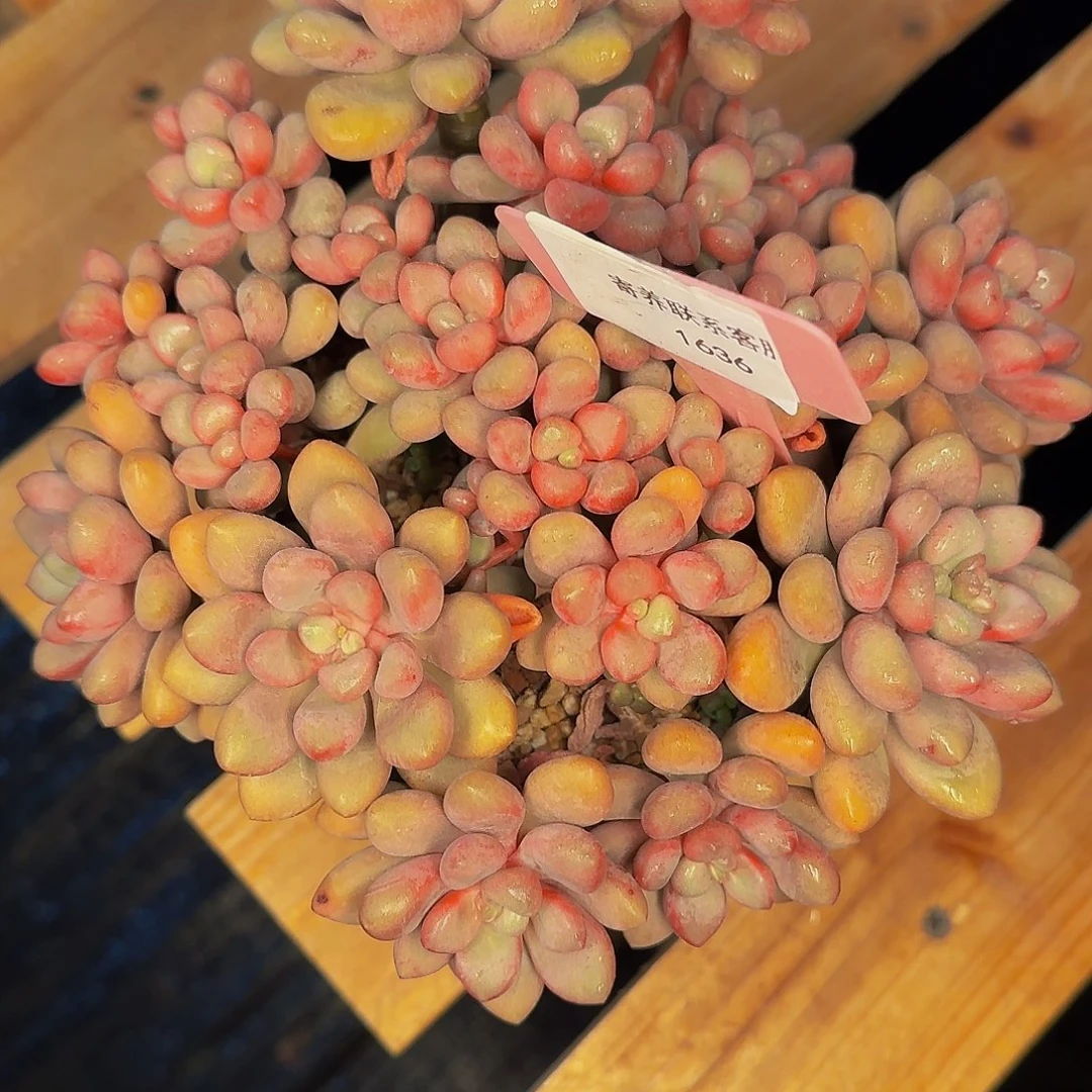 ?*然1636催了怕他back