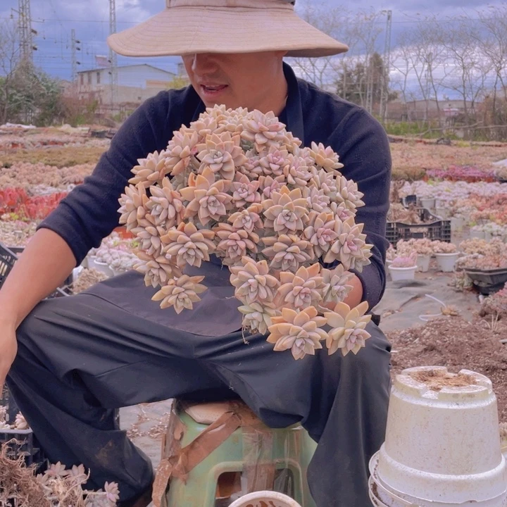 275淡雪缀化一物一拍