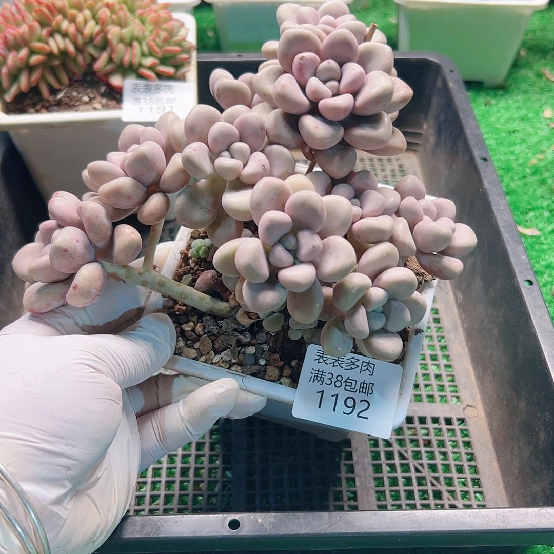 多肉一物一柏植物1192