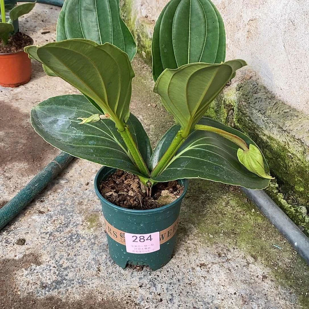 看****木本花卉284