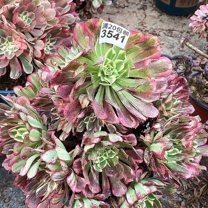 3541 一颗水木年华法师