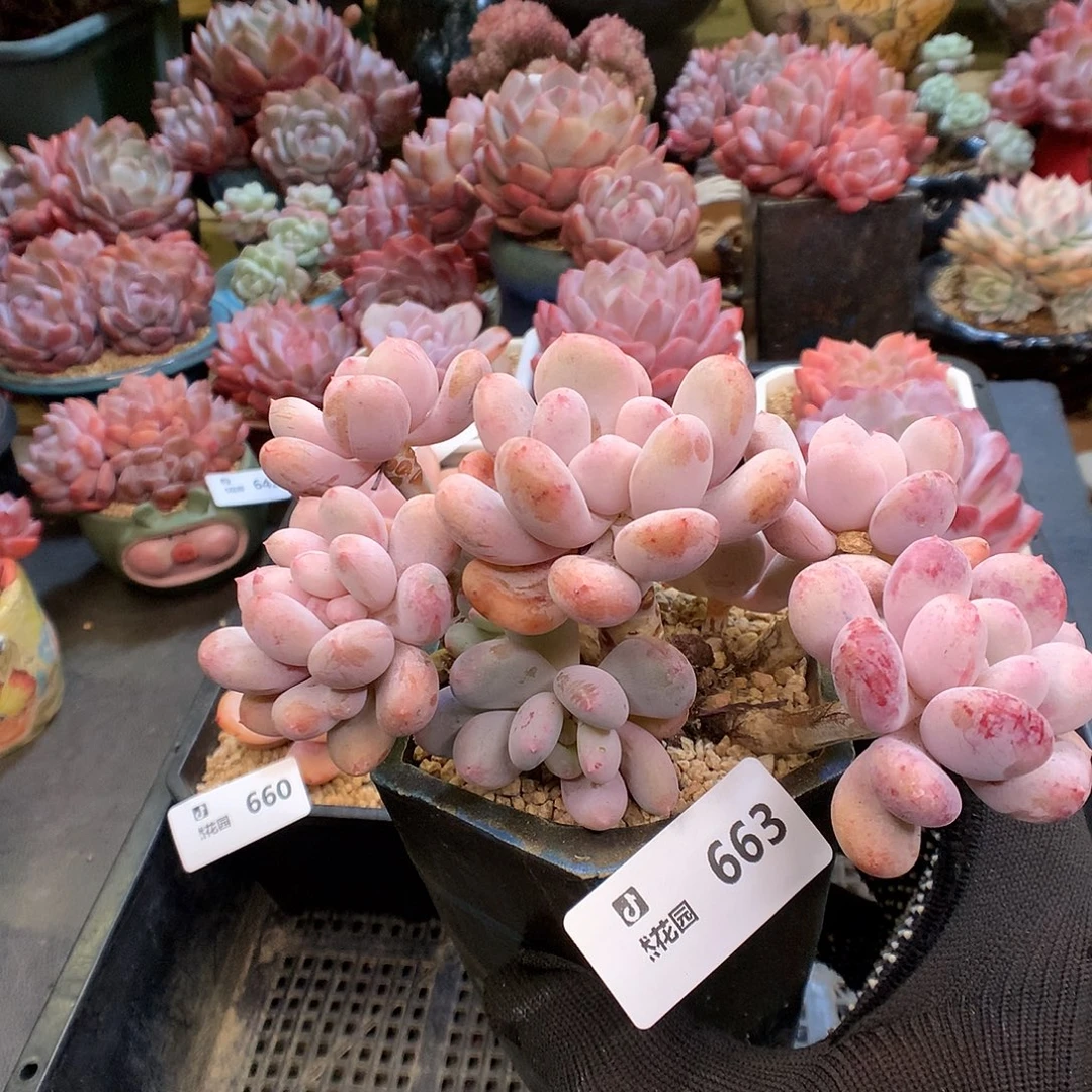 663香香雪多肉植物6666