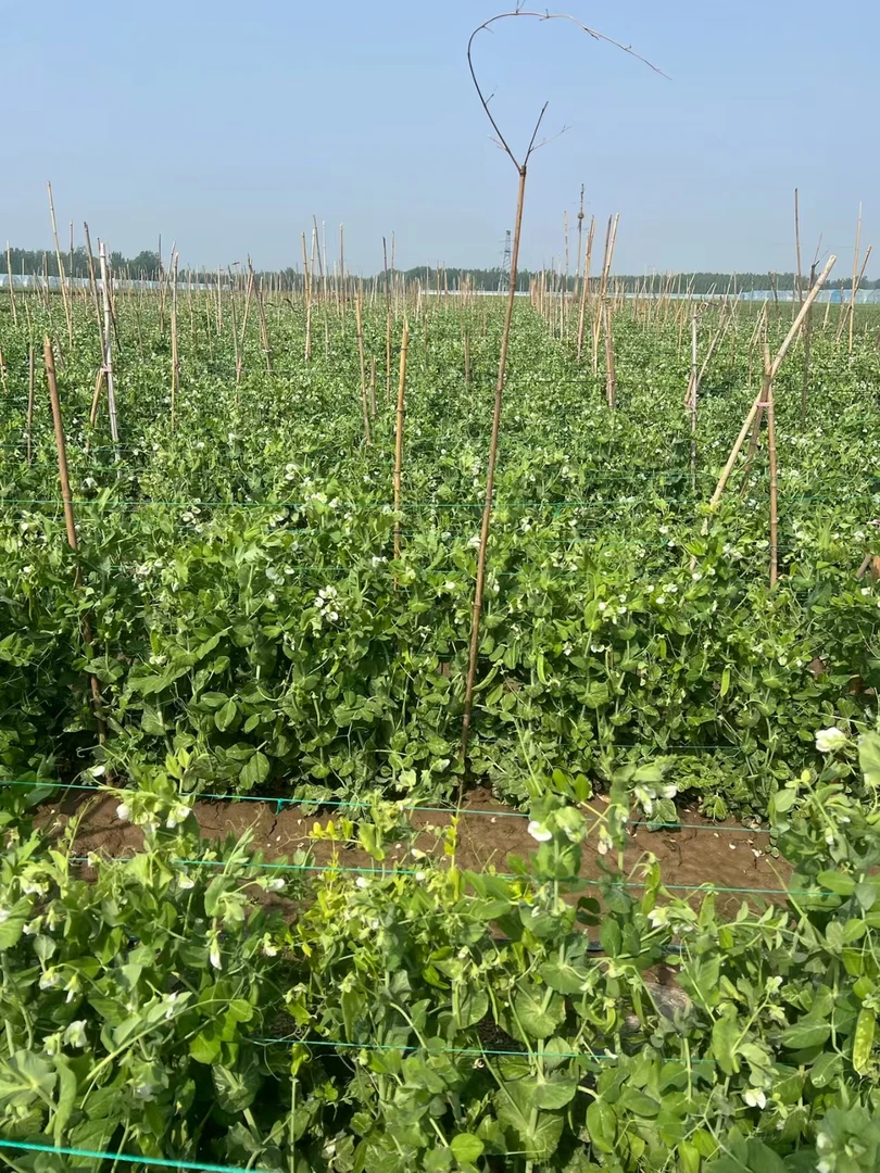 新鲜采摘荷兰豆，炒腊肠炒菜，健康保证，产地直发