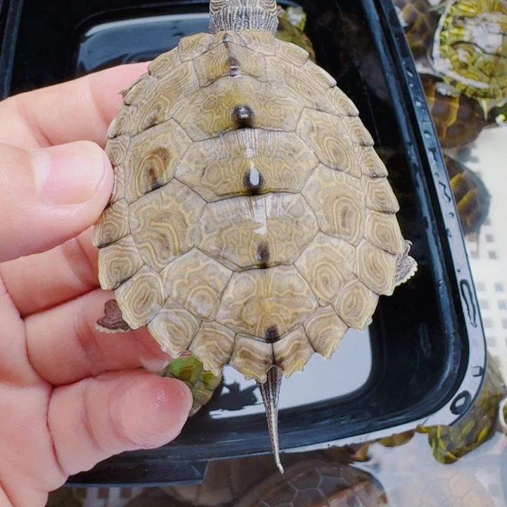 心***-母宠物龟11111111111