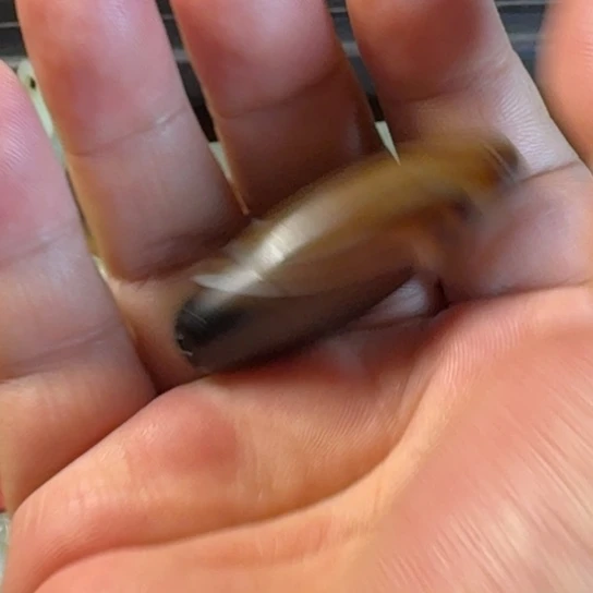 午***阳玛瑙/玉髓未镶嵌颈饰
