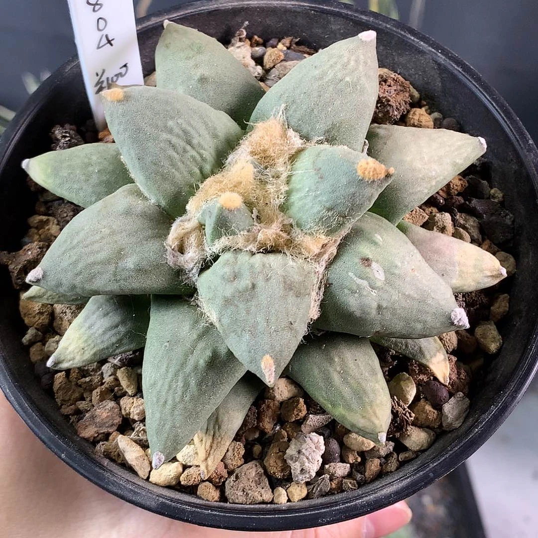 杰***襾岩牡丹实生青瓷9.4公分