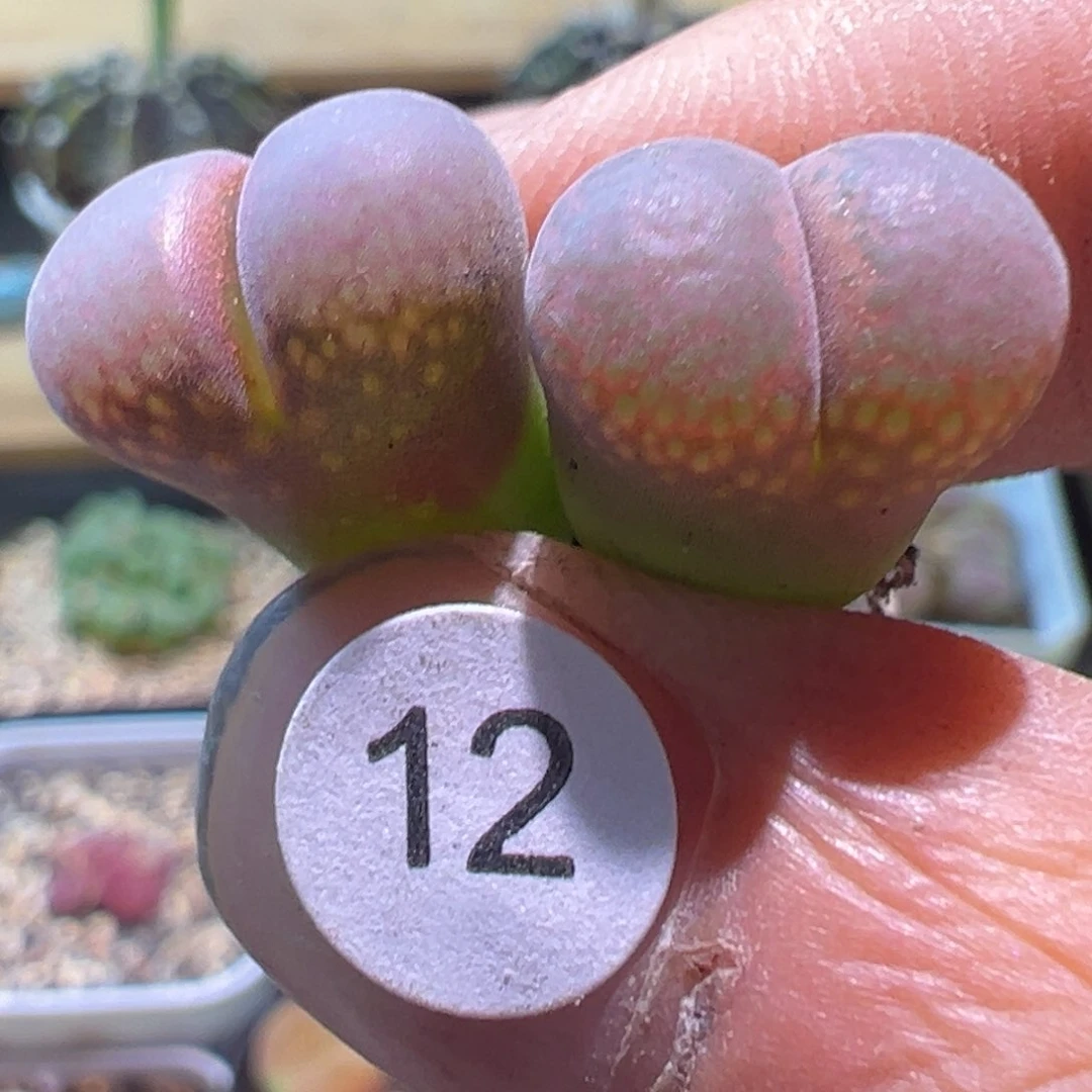多肉植物1111111111