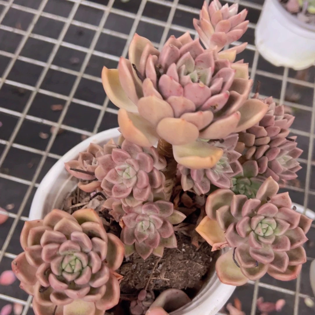 油漆桶多头群生，180杯